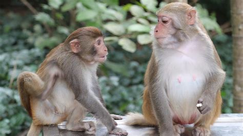 Nanwan Monkey Island - A Tropical Paradise Overflowing With Adorable Mischief!