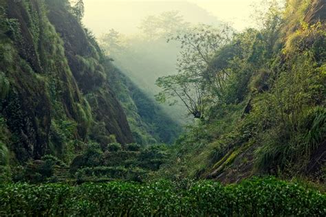 Wuyishan National Nature Reserve: A Verdant Wonderland and Home to Majestic Tea Trees!